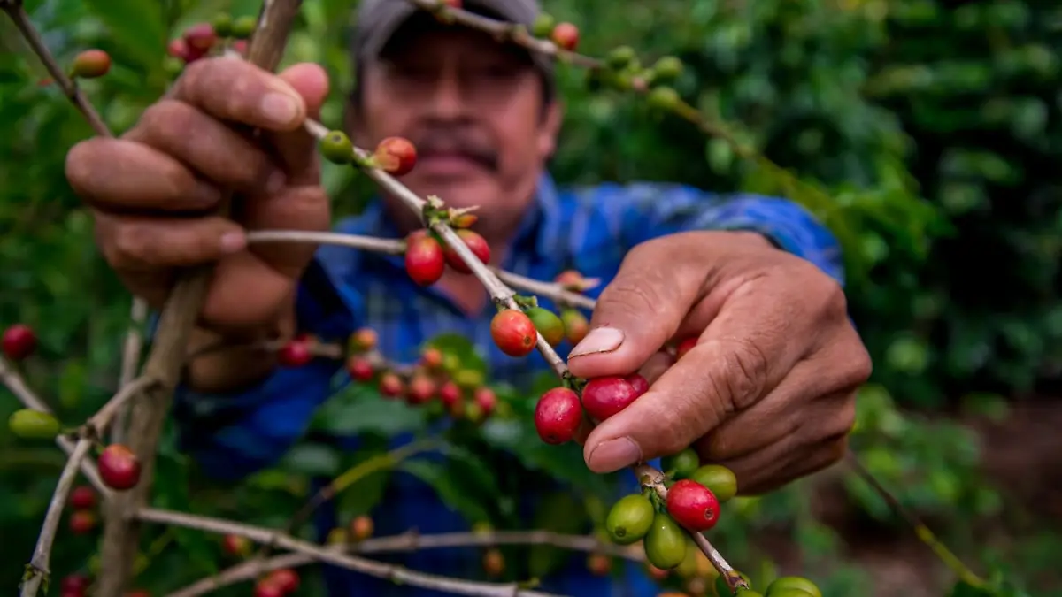 Exportaciones agroalimentarias